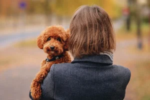 Hundar som inte fäller