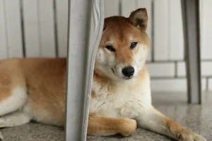 shiba