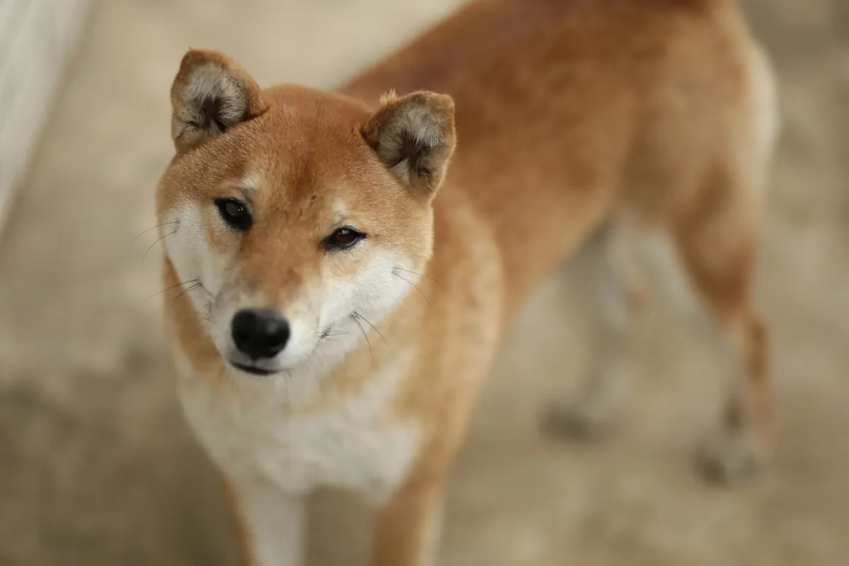 shiba inu