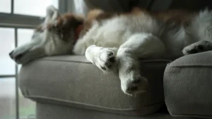 Hur mycket sover en hund?