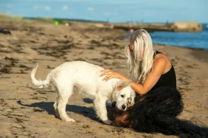 köpa hund