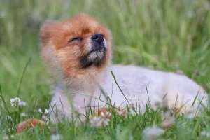 Vilken hund passar mig?