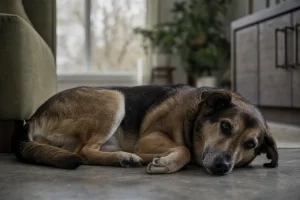 Hund ligger hopkrupen på golvet och verkar ha obehag i magen